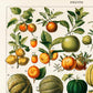 Vintage Fruits chart Decor Illustrations Set of 3 Prints