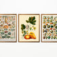 Legumes and Veggies Set of 3 Prints