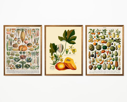 Legumes and Veggies Set of 3 Prints