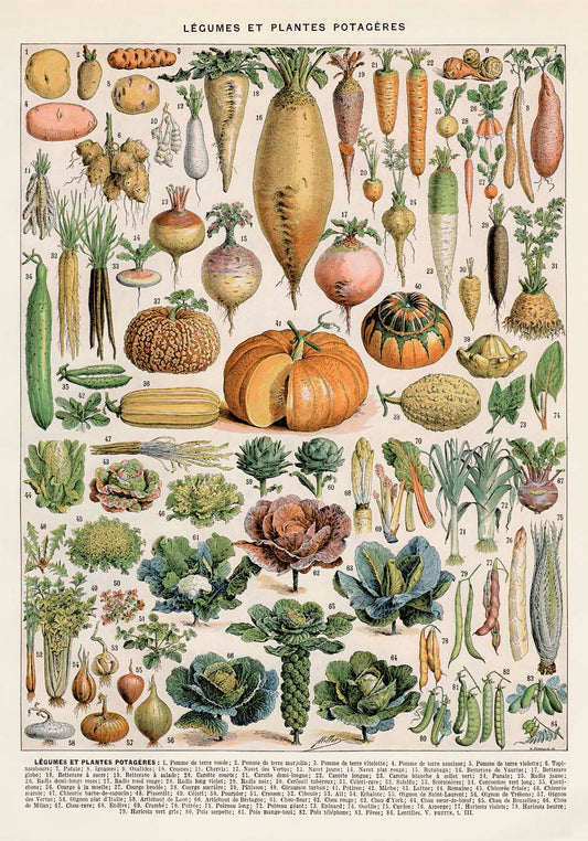 Legumes and Veggies Set of 3 Prints