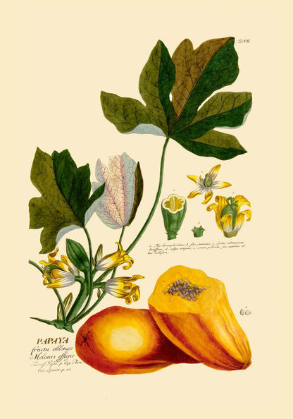 Legumes and Veggies Set of 3 Prints