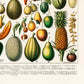 Legumes and Veggies Set of 3 Prints