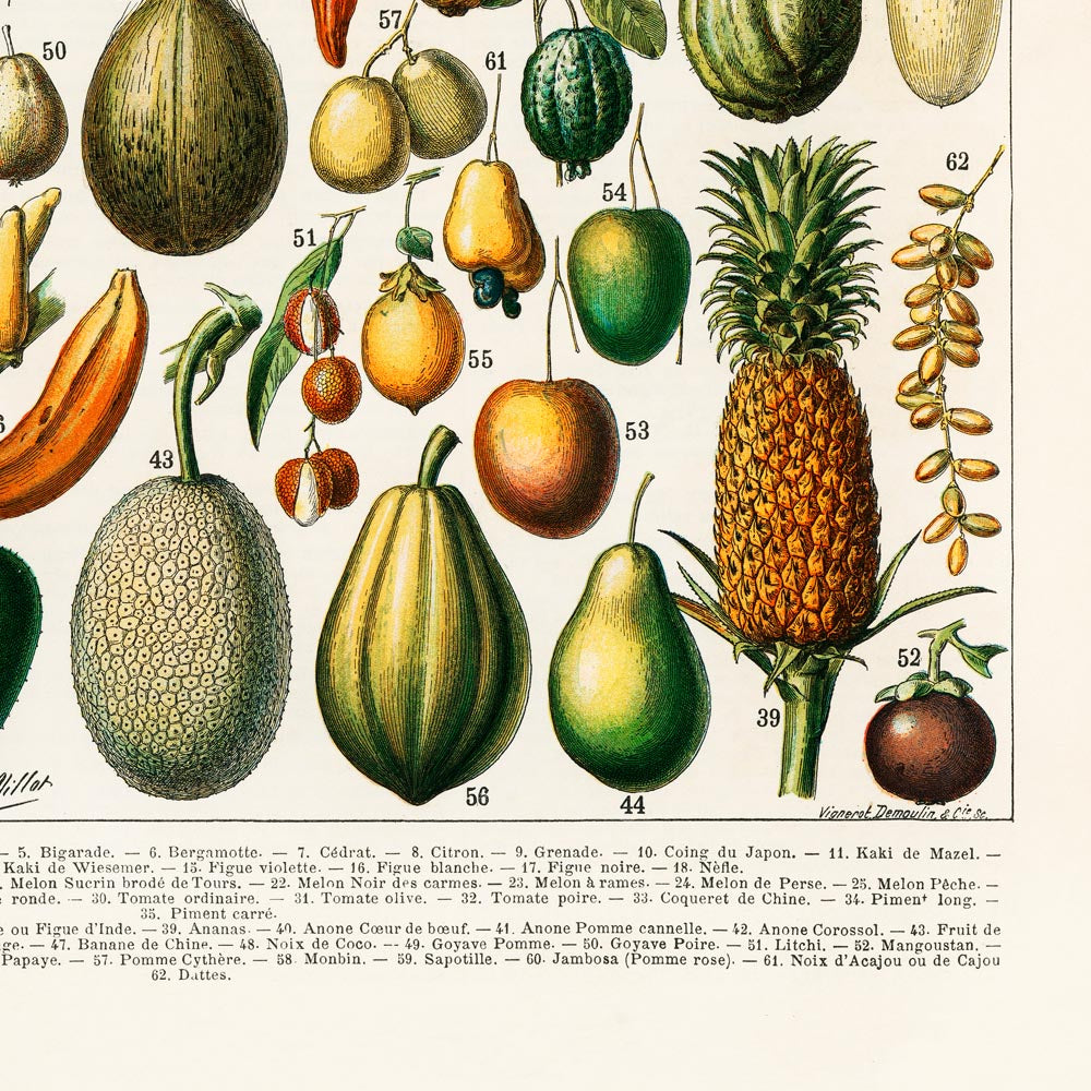 Legumes and Veggies Set of 3 Prints