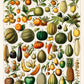 Legumes and Veggies Set of 3 Prints