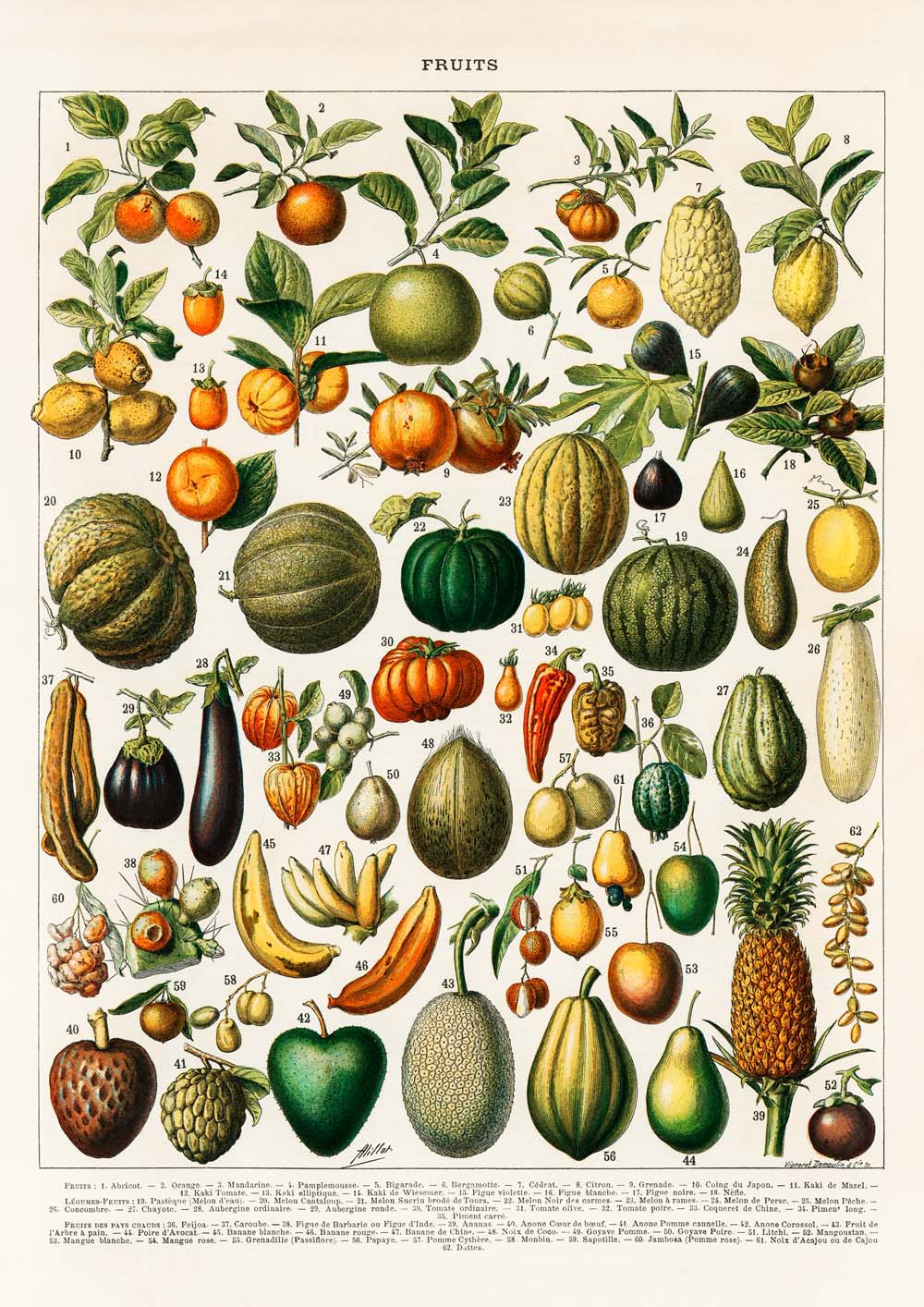 Legumes and Veggies Set of 3 Prints