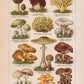 Mushrooms Set of 3 Prints