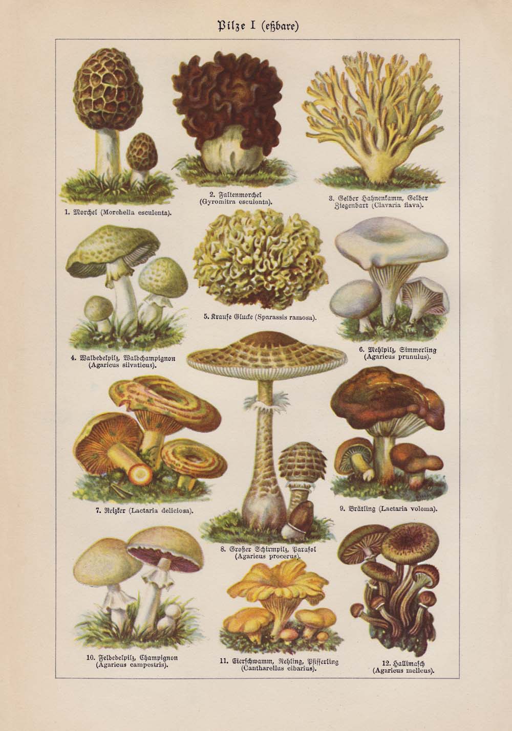 Mushrooms Set of 3 Prints