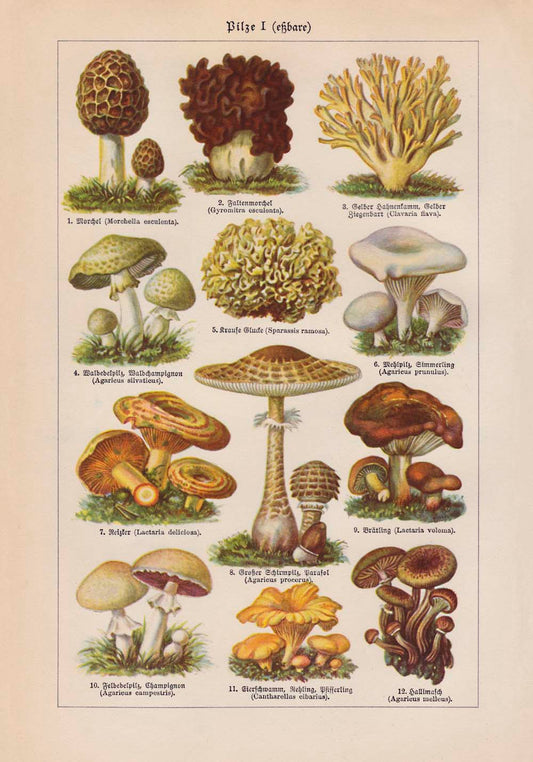 Mushrooms Set of 3 Prints