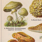 Mushrooms Set of 3 Prints