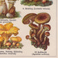 Mushrooms Set of 3 Prints