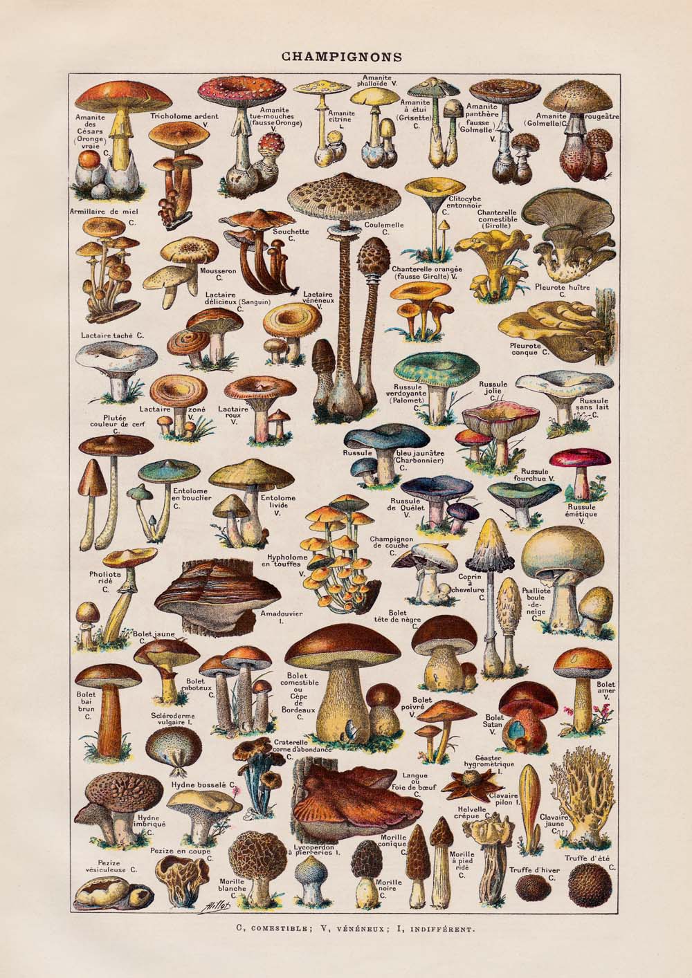 Mushrooms Set of 3 Prints