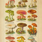 mushroom art print