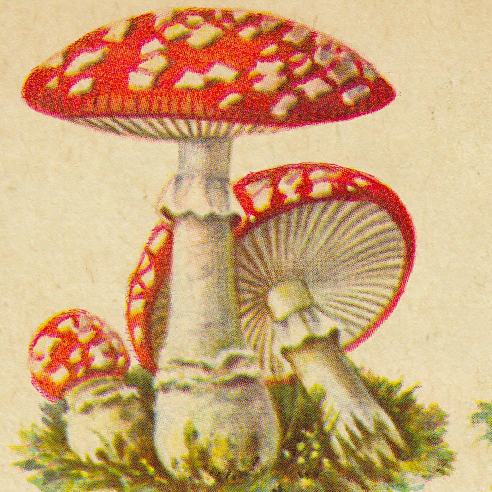 Mushrooms Set of 3 Prints