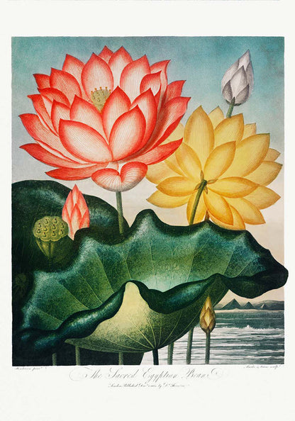Conjunto de 3 impresiones del Templo de Flora