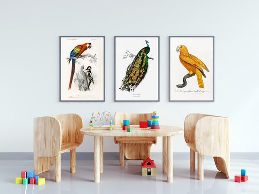 Conjunto de 3 impresiones con ilustraciones de aves vintage