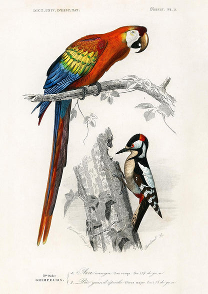 Conjunto de 3 impresiones con ilustraciones de aves vintage