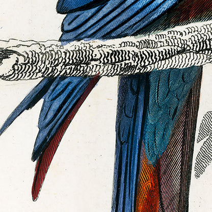 Conjunto de 3 impresiones con ilustraciones de aves vintage