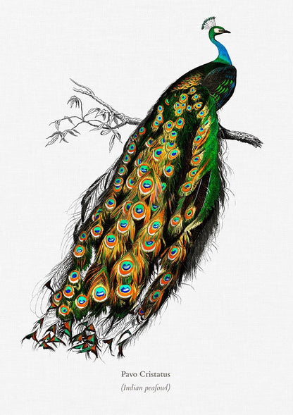 Conjunto de 3 impresiones con ilustraciones de aves vintage
