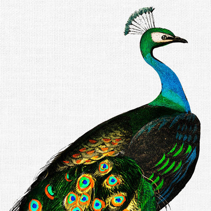 Conjunto de 3 impresiones con ilustraciones de aves vintage