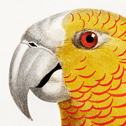 Conjunto de 3 impresiones con ilustraciones de aves vintage