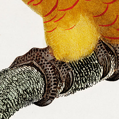 Conjunto de 3 impresiones con ilustraciones de aves vintage