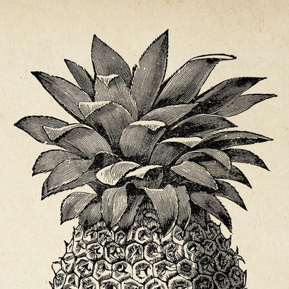 Póster Vibes de Tropicalia: conjunto con 3 hermosos pósters para tu decoración