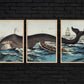 Moby Dick Scene Vintage Poster Triptych (set of three)