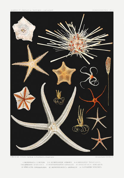 Seaside Art Gallery Wall Set of 6 Poster
