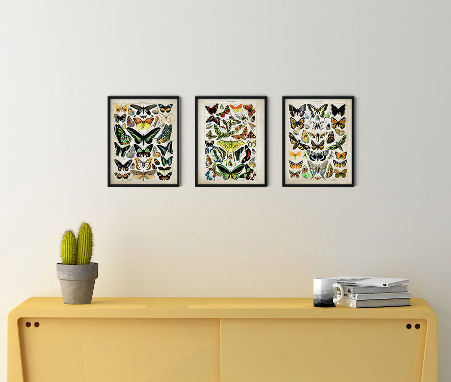 Adolphe Millot Butterfly Poster - Set of 3