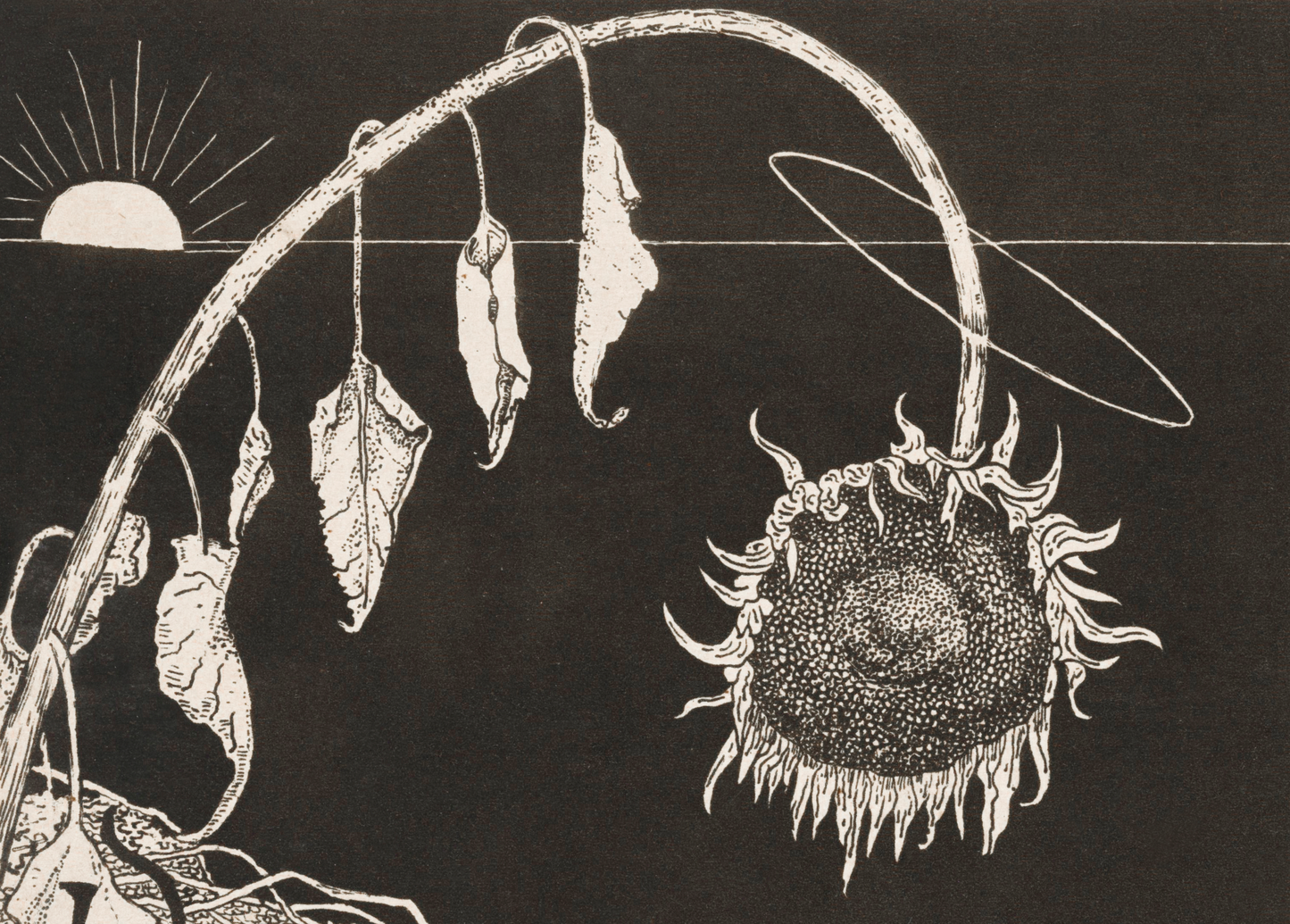 Works Left Behind by Richard Roland Holst (Wilting Sunflower)