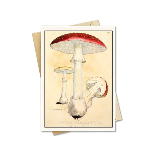 Tarjetas de notas con hongos antiguos (hongos botánicos 02) 