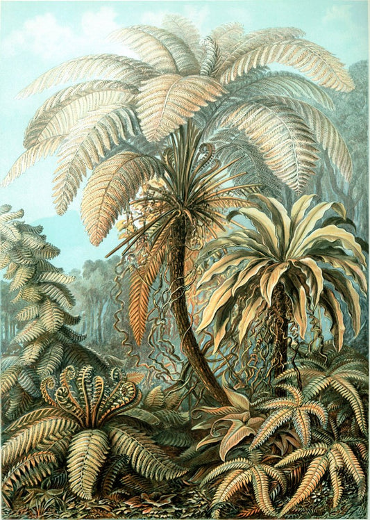 Palmera II (Filicinae–Laubfarne) de Ernst Haeckel