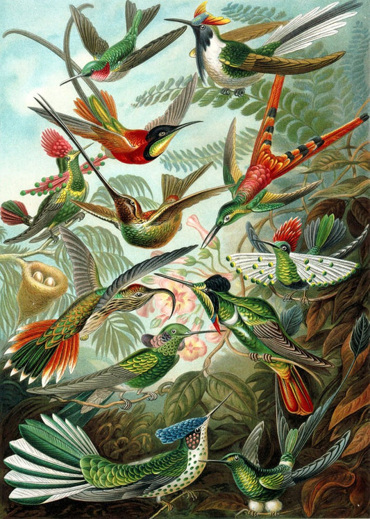 Aves del paraíso II (Trochilidae – Kolibris) por Ernst Haeckel 