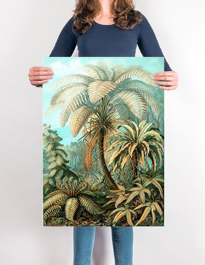 Palmera II (Filicinae–Laubfarne) de Ernst Haeckel