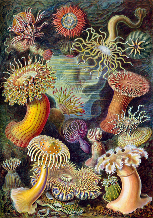 Anémona de mar II (Actiniae–Seeanemonen) de Ernst Haeckel