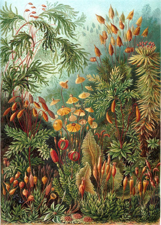 Hongos en el bosque II (Muscinae–Laubmoose) de Ernst Haeckel 