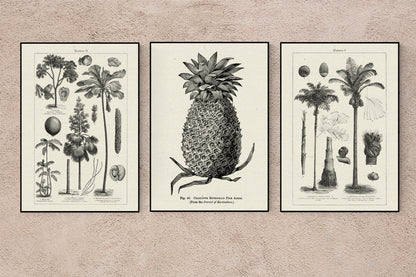 Póster Vibes de Tropicalia: conjunto con 3 hermosos pósters para tu decoración