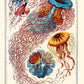 Ernest Haeckel Medusa