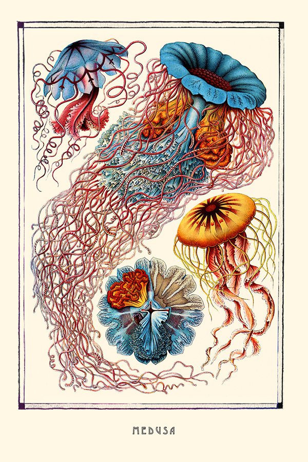 Ernest Haeckel Medusa