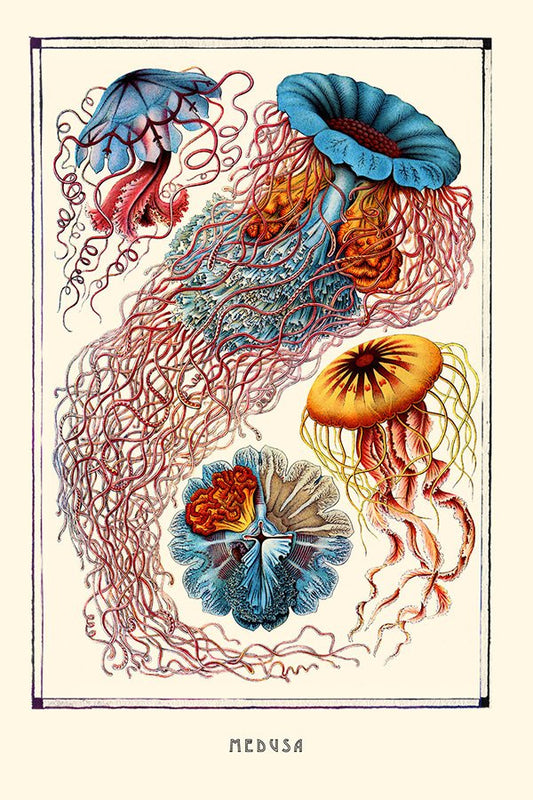 Medusa de Ernest Haeckel