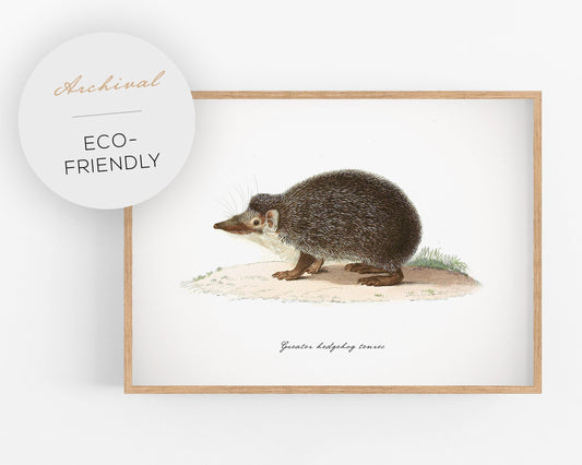 Fran, Hedgehog tenrec, Eco-friendly gift for him or her, 19th century illustration print, Modern vintage décor, Office decor, Nursery decor