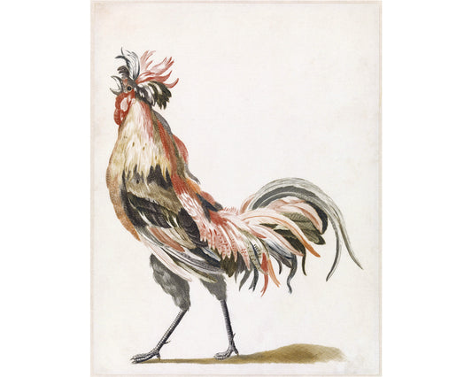 Impresión artística de gallo vintage | Arte de granja y animales | Decoración de cocina | Decoración vintage moderna | Listo para enmarcar y regalar