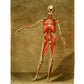 Vintage anatomical illustration | Skeleton and muscle | Giclée fine art print | Modern Vintage decor | Eco-friendly gift