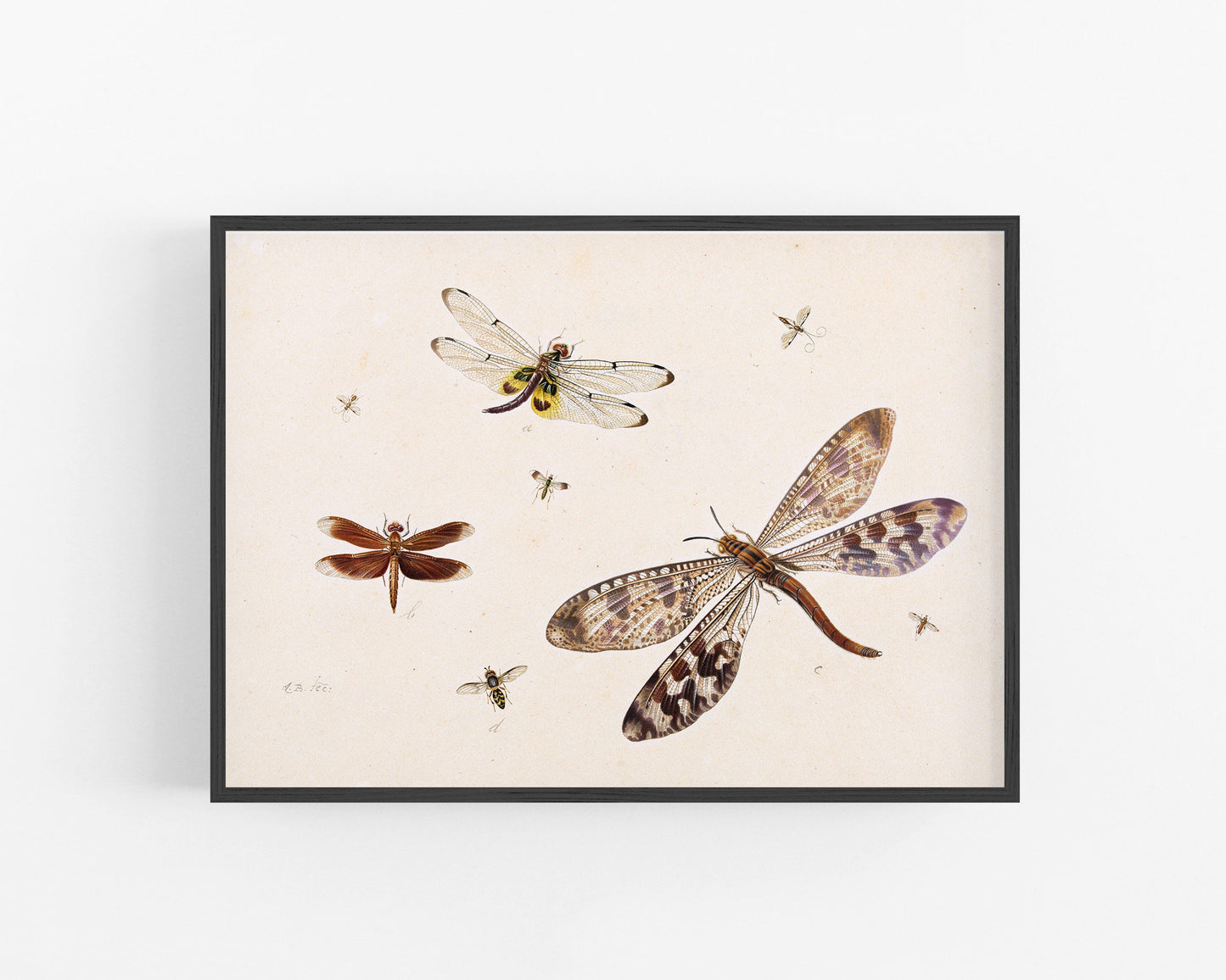 Lámina artística antigua de libélula | Ilustración antigua de abeja, mosca y mosquito | Historia natural | Dibujo de vida salvaje | Arte del siglo XVI