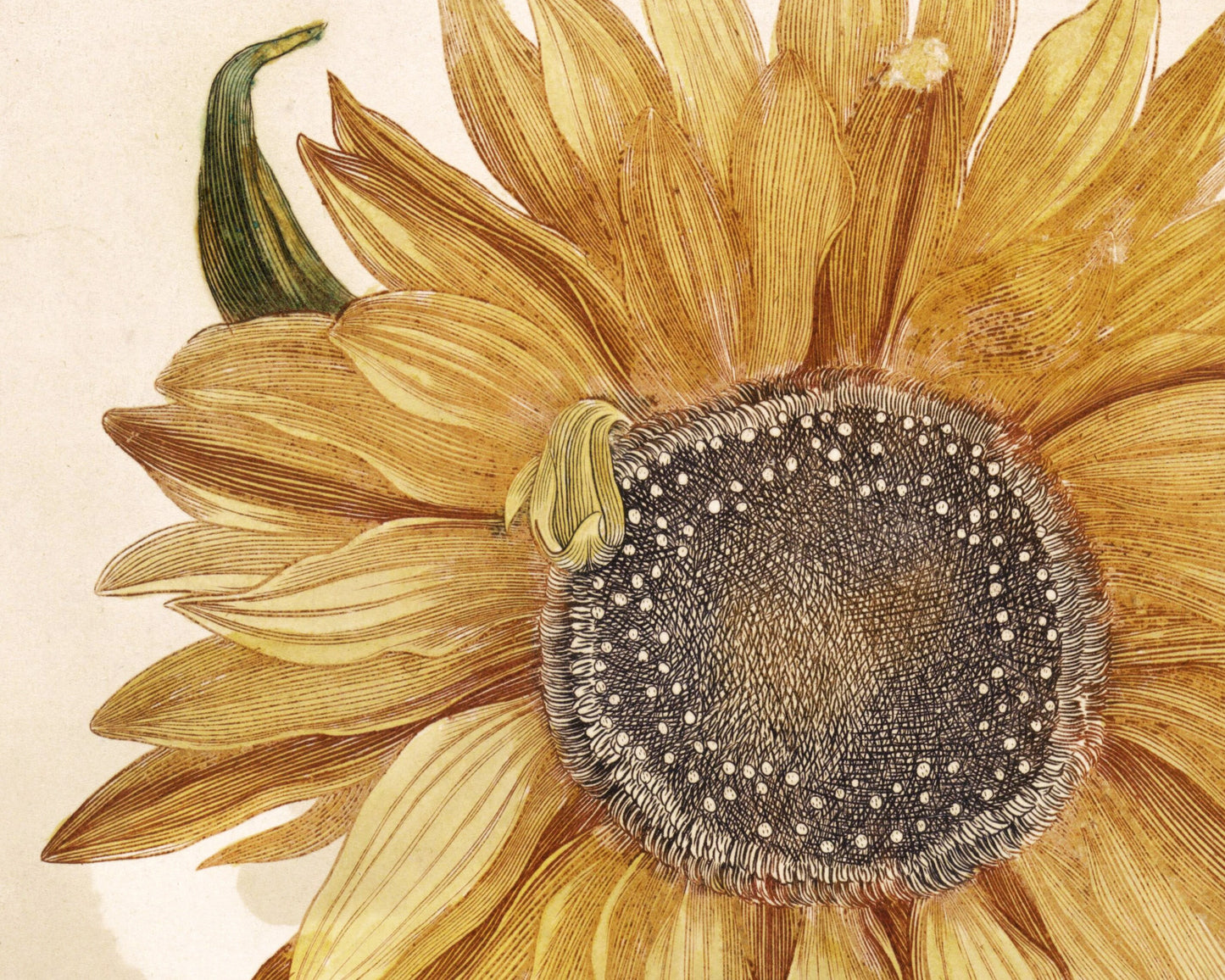 Ancient Vintage sunflower | 17th century Giclée fine art print | Golden flower | Modern Vintage decor | Eco-friendly gift