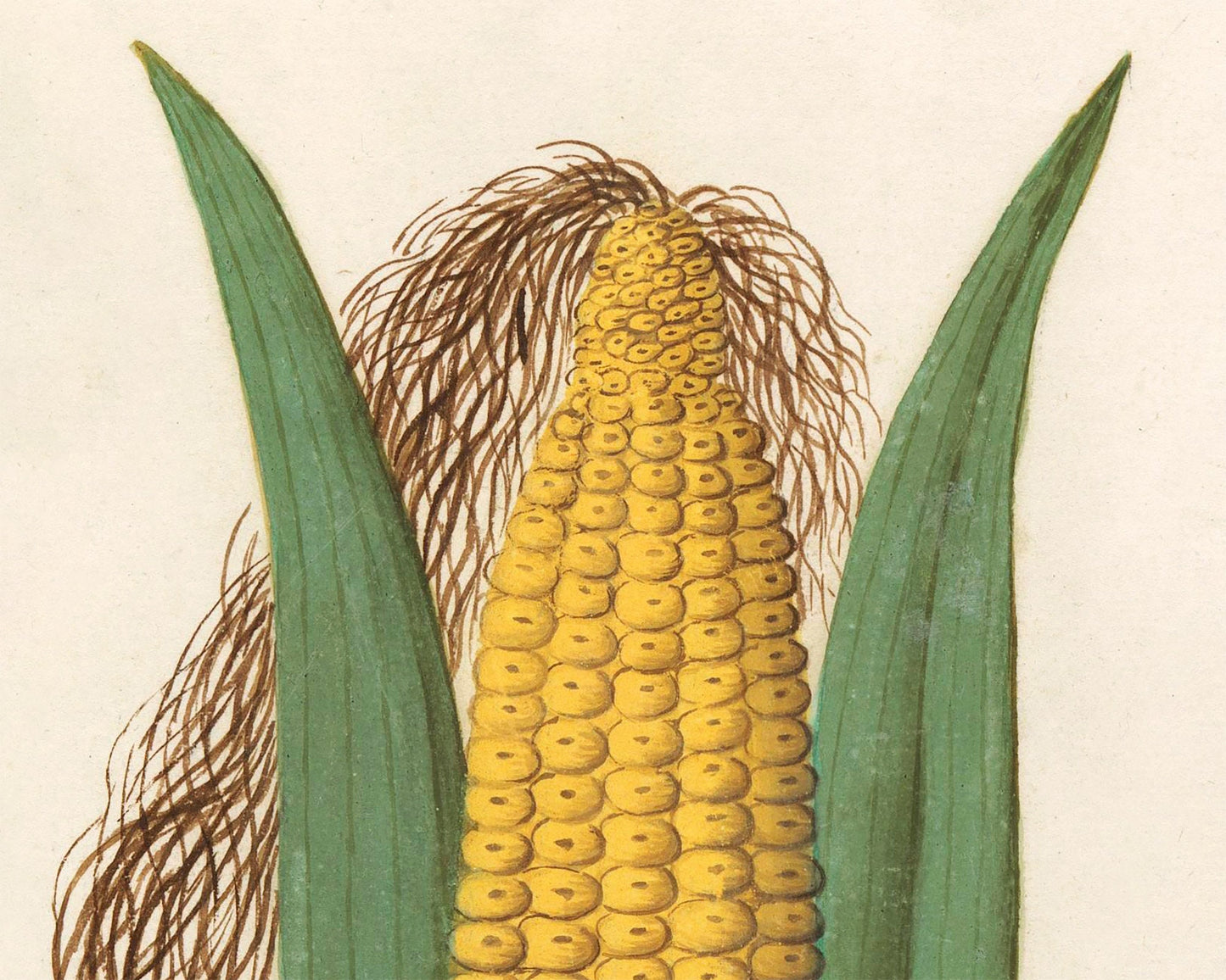 Antique ear of corn drawing | Giclée fine art print | Yellow indigo corn | Farm and food illustration| Kitchen art | Eco-friendly gift