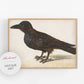 Vintage bird fine art print | Raven art | Black crow illustration |  Modern vintage décor | Ready to frame & gift