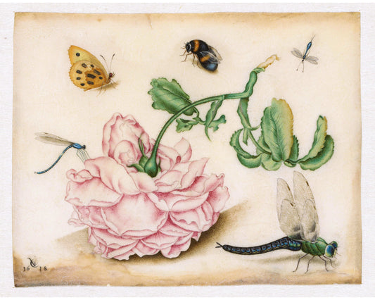 Lámina artística vintage de rosas | Libélula, mariposa, abeja, mosquito | Pintura de historia natural del siglo XVII | Regalo ecológico