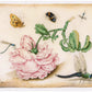 Vintage rose art print | Dragonfly, butterfly, bee, mosquito | 17th century Natural history painting | Eco-friendly gift