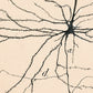 Vintage neuron drawing No. 2 | Santiago Ramón y Cajal  | Antique anatomical illustration | Neuroscience and Biology art | Abstract wall art